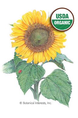Sunflower Sunspot Organic Seeds
