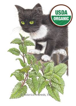 Catnip Organic HEIRLOOM Seeds