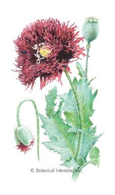 Poppy Black Swan Seeds