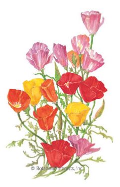 Poppy California Mission Bells Seeds