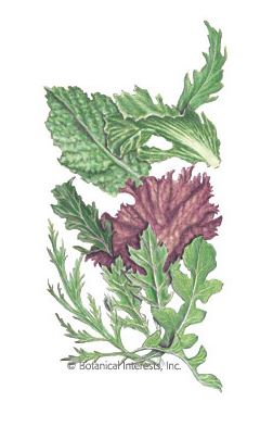 Lettuce Mesclun Chef's Gourmet Spicy Mix Seeds