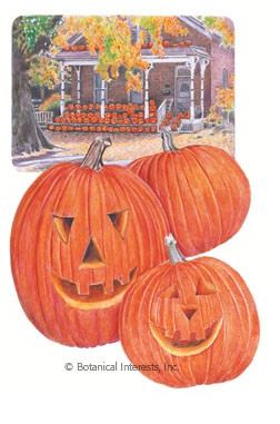 Pumpkin Jack O'Lantern Seeds