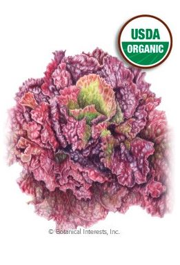 Lettuce Leaf Red Sails Organic Seeds