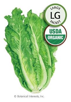 Lettuce Romaine Parris Island Cos Organic HEIRLOOM Seeds (LG)