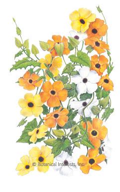 Black Eyed Susan Vine HEIRLOOM Seeds