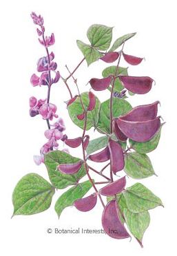 Hyacinth Bean Ruby Moon HEIRLOOM Seeds