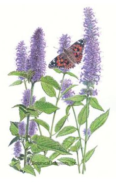 Hyssop Lavender Hyssop Seeds