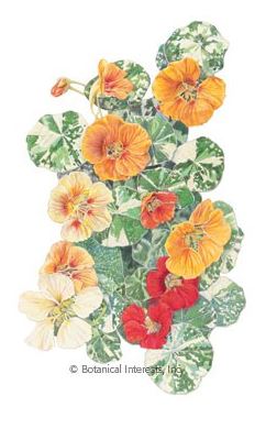 Nasturtium Alaska Variegated HEIRLOOM Seeds