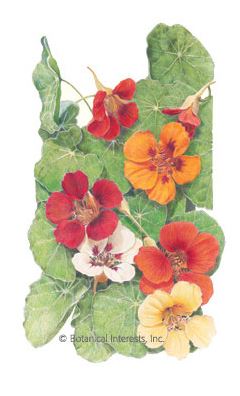 Nasturtium Jewel Blend Seeds