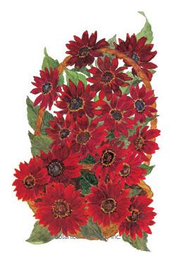 Sunflower Moulin Rouge Pollenless Seeds