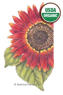 Sunflower Evening Sun Organic HEIRLOOM Seeds