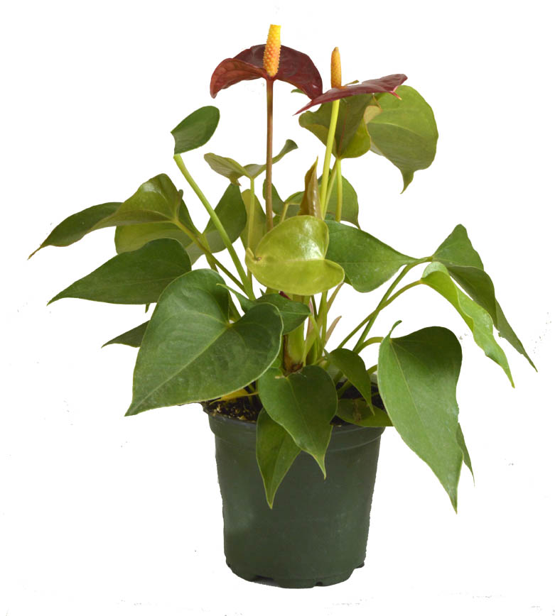 Anthurium Assorted Plant, Sold Individually