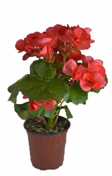 Rieger Begonia Plant, 4.5"