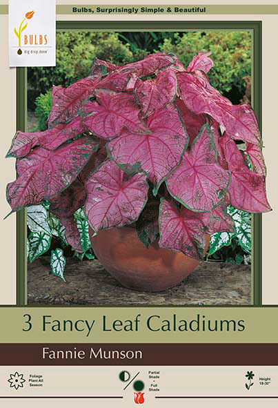 Fancy Leaf Caladium Caladium 'Fannie Munson'