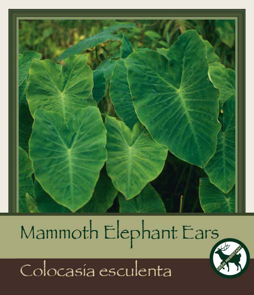 Mammoth Elephant Ears Colocasia Esculenta