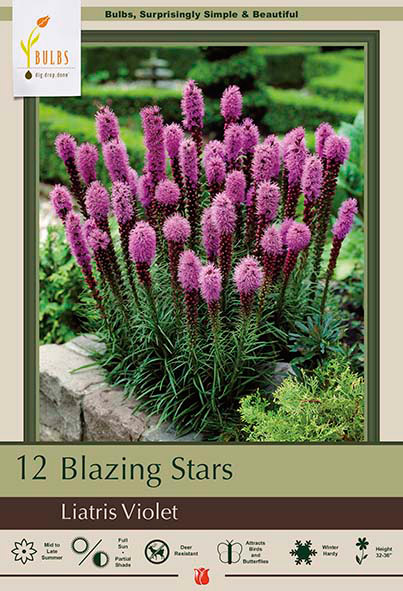 Blazing Star Liatris spicata 'Floristan Violet'