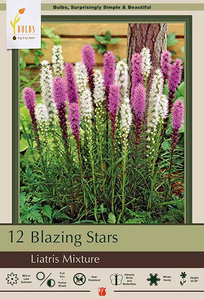 Blazing Star Liatris spicata 'Mixture'