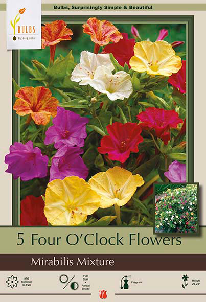 Four O'Clock Flowers Mirabilis jalapa 'Mixture'