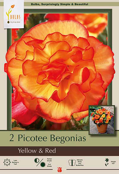 Begonia Picotee 'Yellow & Red'