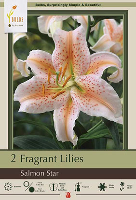 Fragrant Lily Lilium Oriental 'Salmon Star'