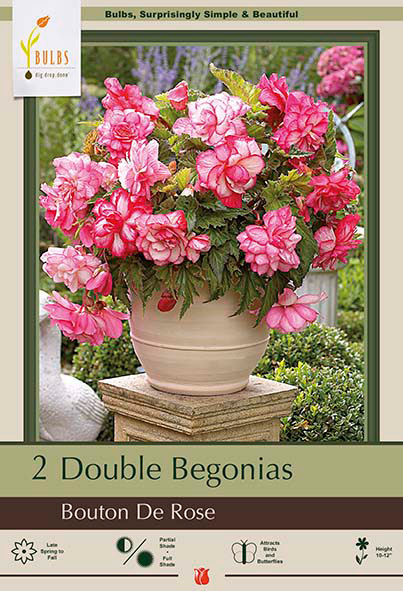 Begonia Double 'Bouton De Rose'