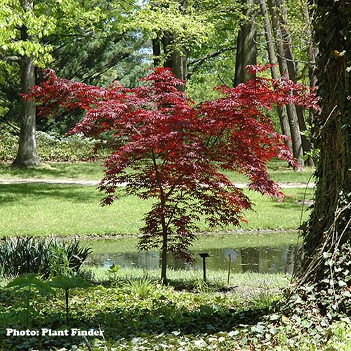 Emperor 1 - Japanese Maple - Ball and Burlap 7-8'