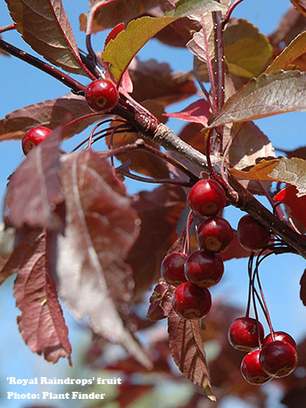 Royal Raindrops Flowering Crab - Ball and Burlap 1.75"