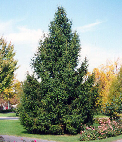 BB TREES EVERGREEN