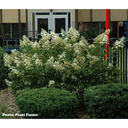 Quick Fire Hydrangea Standard - 7 Gallon Container