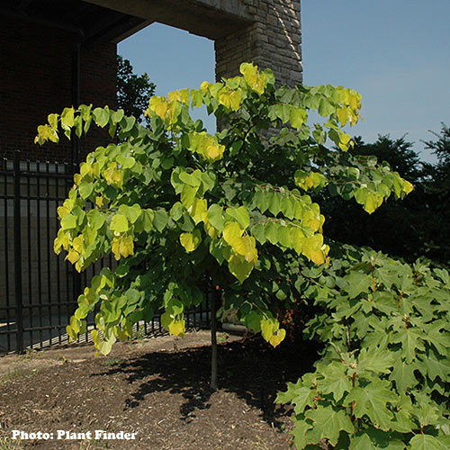 Hearts of Gold Redbud - 15 Gallon Container Tree