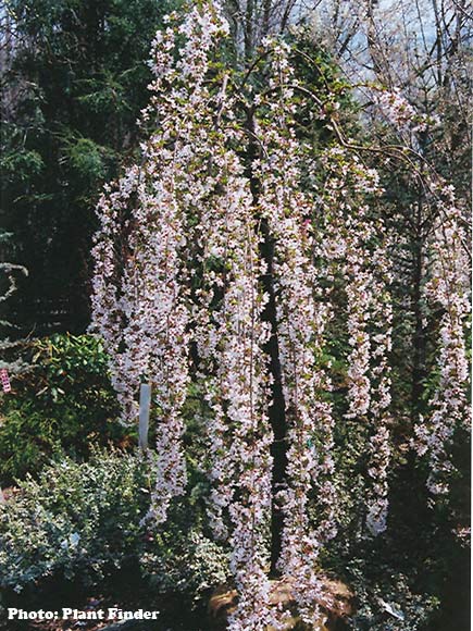 Snow Fountains Yoshino Cherry - 15 Gallon Container