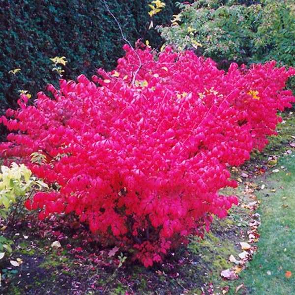 Burning Bush - 3 Gallon Container