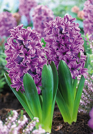 Hyacinth, Miss Saigon Bulbs