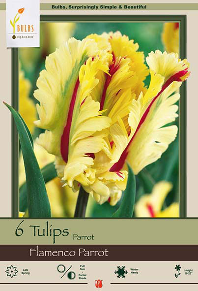 Tulip Parrot<br>Flamenco Parrot