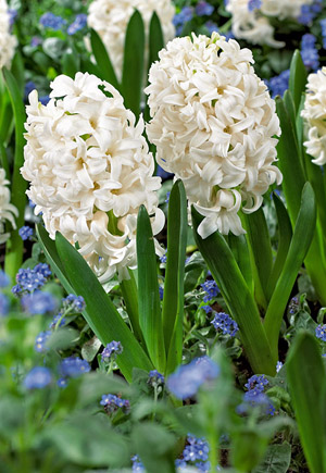 Hyacinth, Carnegie Bulbs