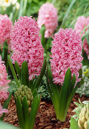 Hyacinth<br>Hyacinth orientalis 'Pink Pearl'