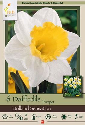 Daffodil<br>Narcissus Trumpet 'Holland Sensation'