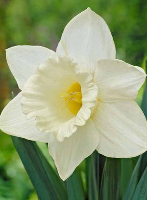 Daffodil<br>Narcissus Trumpet 'Mount Hood'