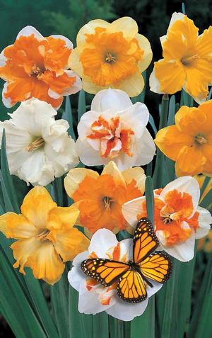 Narcissus<br>Narcissus Split Corona 'Butterfly Mixture'