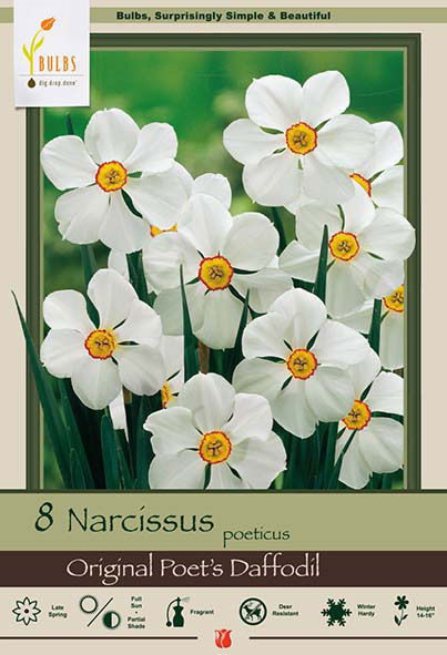 Narcissus Poeticus<br>Original Poet's Daffodil