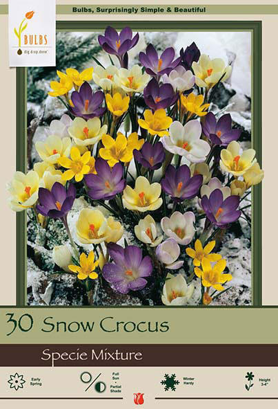 Snow Crocus<br>Specie Mixture