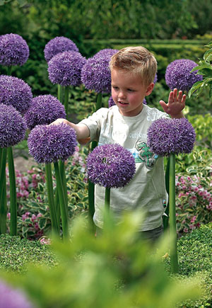 Giant Allium<br>Allium 'Gladiator'