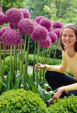 Allium, Giant Globemaster Bulbs