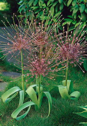 Allium, Giant Schubertii Bulbs