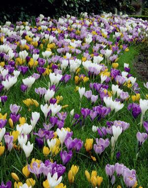 Jumbo Crocus Mixture<br>Crocus vernus & flavus 'Large Flowering Mixture'