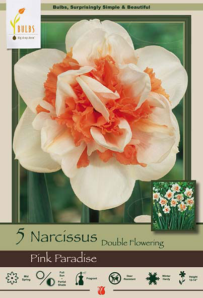 Narcissus Double Flowering<br>Pink Paradise