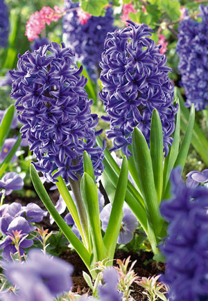 Hyacinth, Blue Jacket Bulbs
