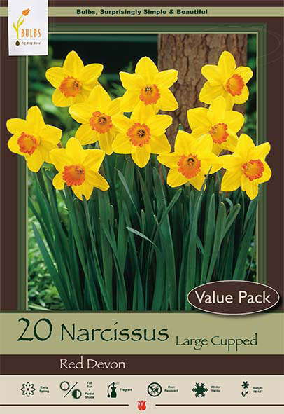 Narcissis Large Cupped<br>Red Devon