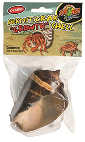 Hermit Crab Growth Shell, XL (Styles Vary)