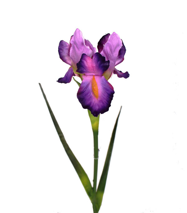 28" Dutch Iris Stem